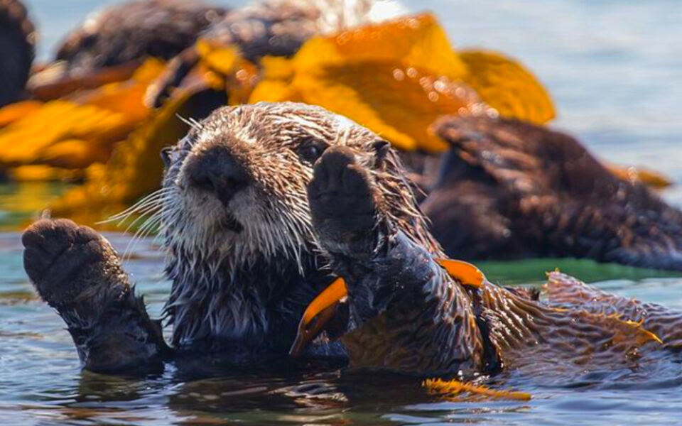 12 Animals That Changed Entire Ecosystems on Their Own