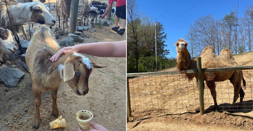 This Little-Known Tennessee Zoo and Rescue Deserves Far More Attention Than It Gets