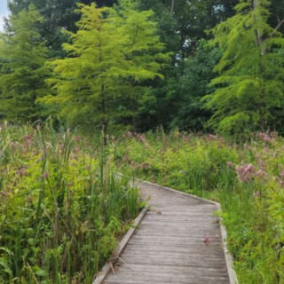 This Illinois Boardwalk Takes You Through One of America’s Rarest Wetland Habitats