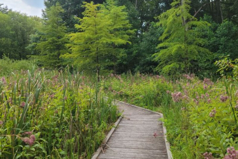 This Illinois Boardwalk Takes You Through One of America’s Rarest Wetland Habitats
