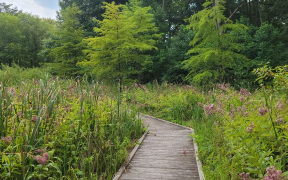 This Illinois Boardwalk Takes You Through One of America’s Rarest Wetland Habitats