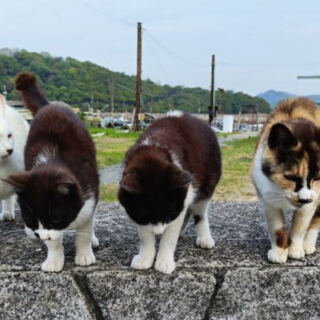 14 Islands Where Cats Are Part of Everyday Life