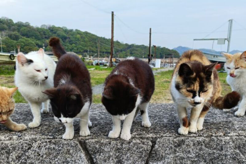 14 Islands Where Cats Are Part of Everyday Life