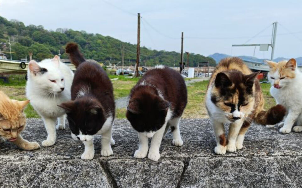 14 Islands Where Cats Are Part of Everyday Life