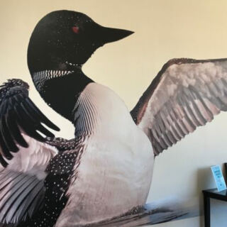 This Minnesota Center Takes You On The Water To See Wild Loons Up Close