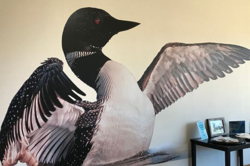 This Minnesota Center Takes You On The Water To See Wild Loons Up Close