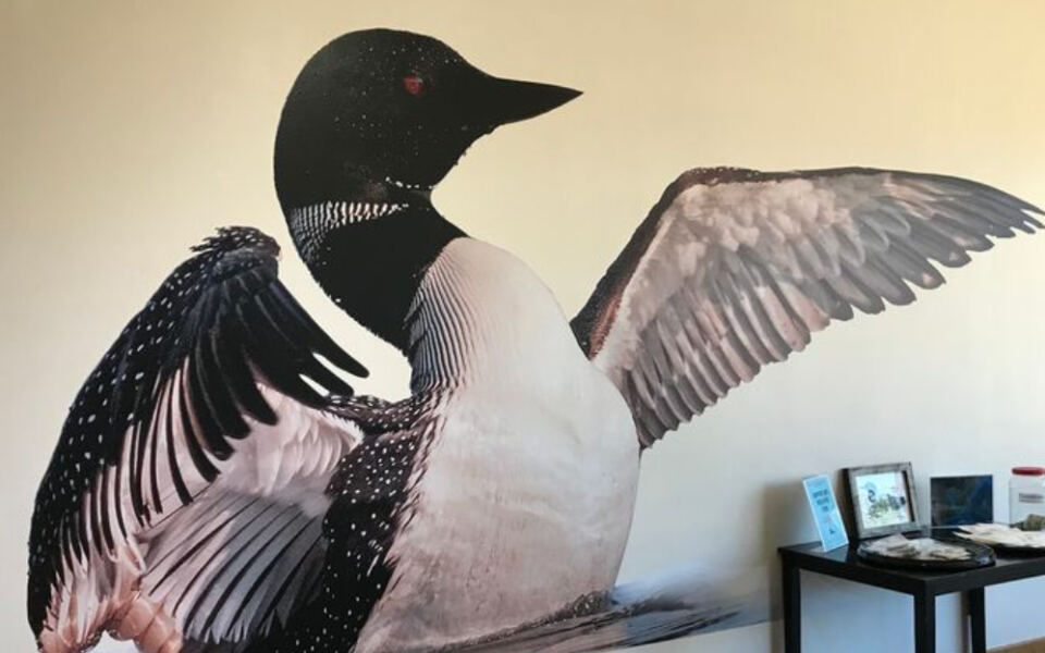 This Minnesota Center Takes You On The Water To See Wild Loons Up Close