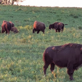 This Illinois Preserve Hides a Prairie Where Bison Once Again Roam
