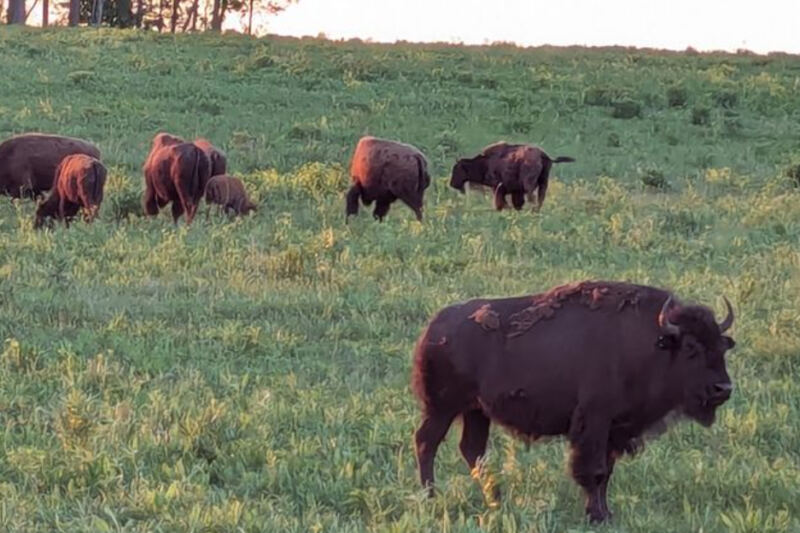 This Illinois Preserve Hides a Prairie Where Bison Once Again Roam