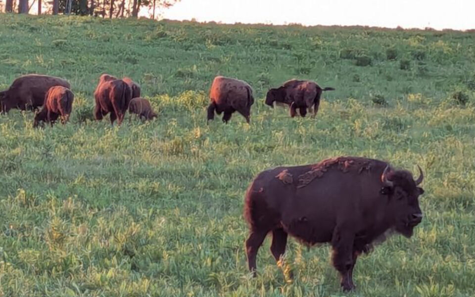This Illinois Preserve Hides a Prairie Where Bison Once Again Roam