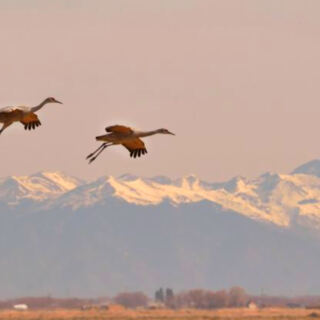 13 Places Where Sandhill Cranes Gather by the Thousands