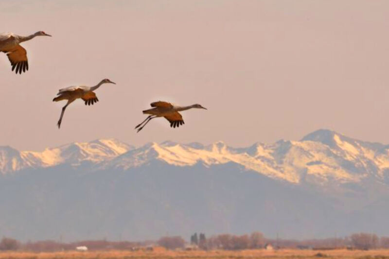 13 Places Where Sandhill Cranes Gather by the Thousands