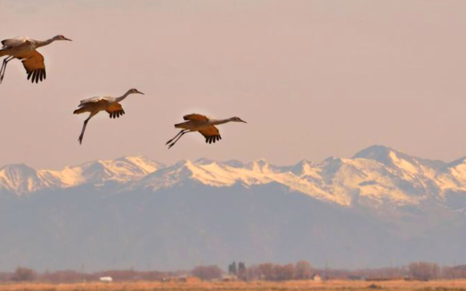13 Places Where Sandhill Cranes Gather by the Thousands