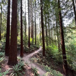 This Hidden Oregon Arboretum Hides Miles Of Forest Trails And A Giant Sequoia Grove Few Locals Ever Find