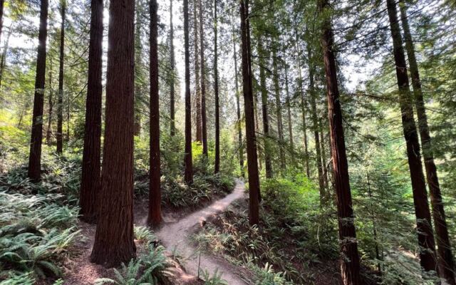 This Hidden Oregon Arboretum Hides Miles Of Forest Trails And A Giant Sequoia Grove Few Locals Ever Find