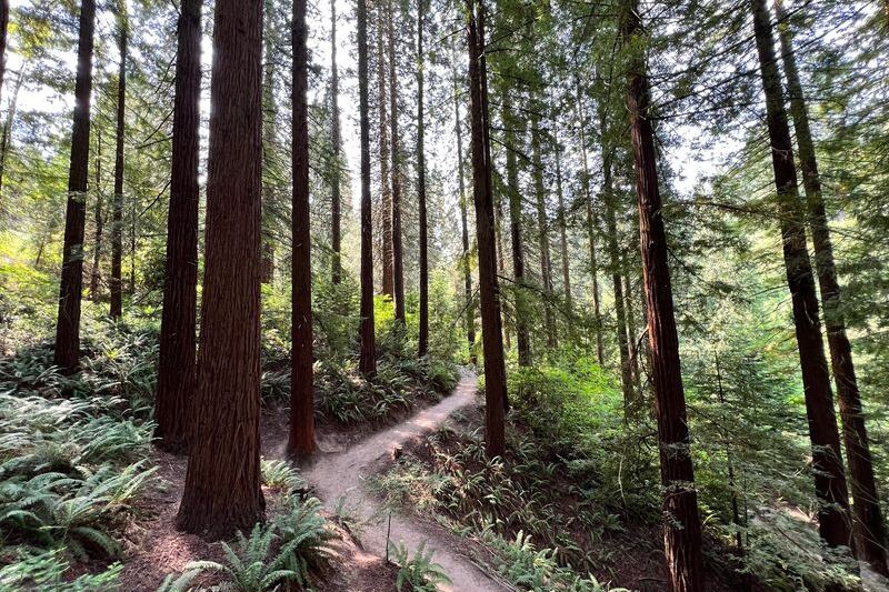 This Hidden Oregon Arboretum Hides Miles Of Forest Trails And A Giant Sequoia Grove Few Locals Ever Find