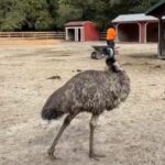 This New Jersey Rescue Farm Lets Goats, Emus, And Pigs Wander Right Past You