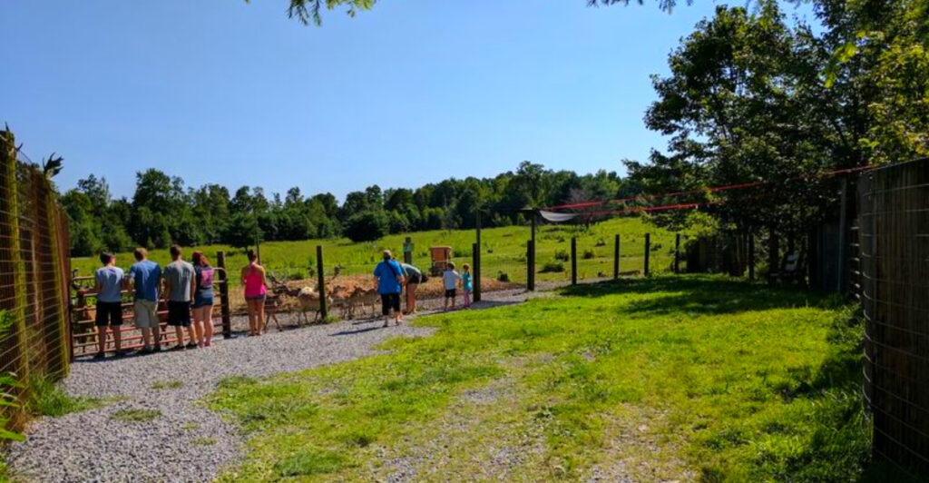 This Pennsylvania Wildlife Sanctuary Is Home to Tigers, Lions, Bears, and 200+ Rescued Animals