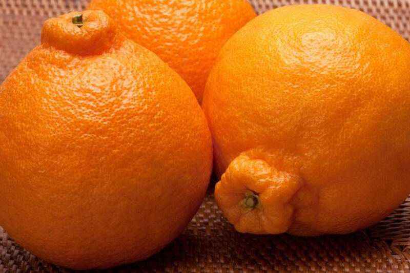 13 of the World’s Most Expensive and Luxurious Fruits