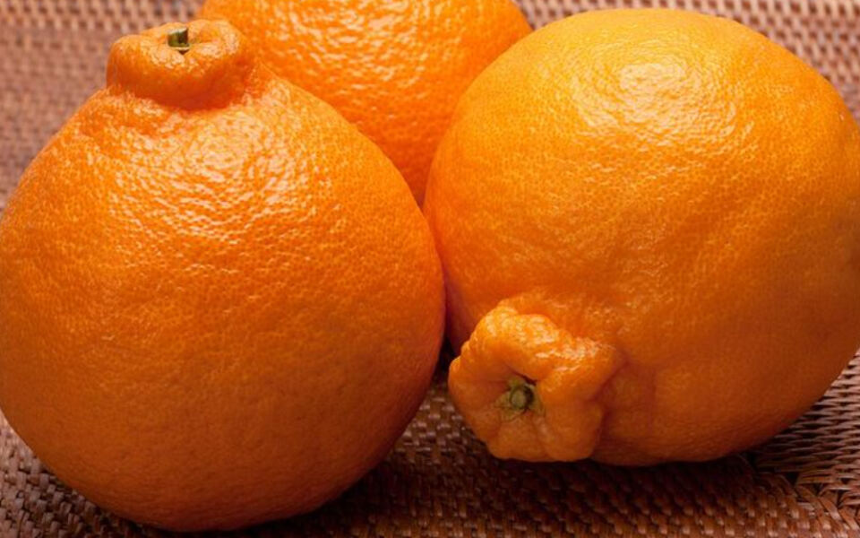 13 of the World’s Most Expensive and Luxurious Fruits