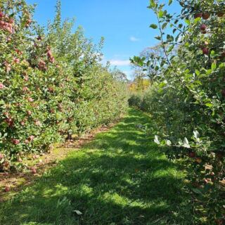 This Chester Farm Turns Apple Picking, Cider Doughnuts, Animals, And Hayrides Into A Full Day