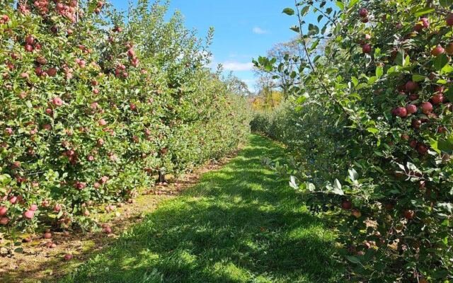 This Chester Farm Turns Apple Picking, Cider Doughnuts, Animals, And Hayrides Into A Full Day
