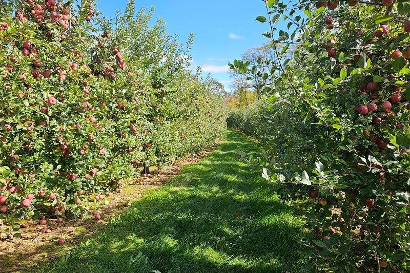 This Chester Farm Turns Apple Picking, Cider Doughnuts, Animals, And Hayrides Into A Full Day