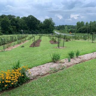 This North Carolina You-Pick Farm Lets You Gather Sun-Warmed Figs Straight From The Branch