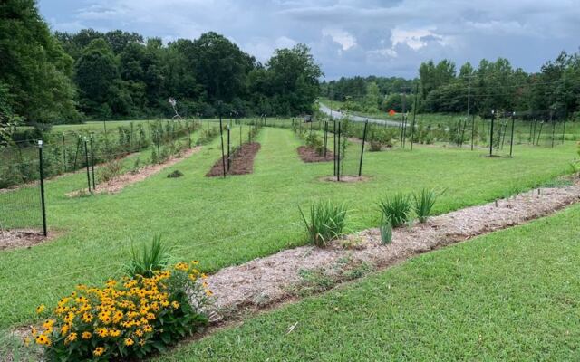 This North Carolina You-Pick Farm Lets You Gather Sun-Warmed Figs Straight From The Branch