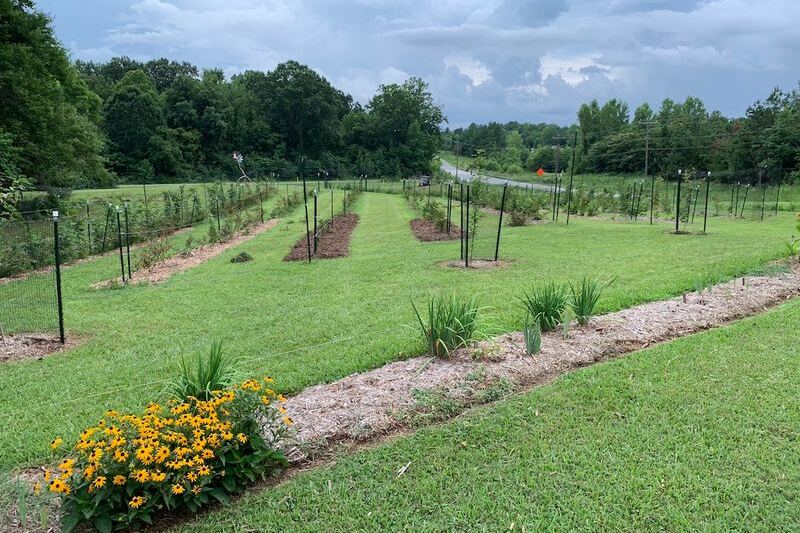 This North Carolina You-Pick Farm Lets You Gather Sun-Warmed Figs Straight From The Branch