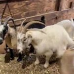 This New Jersey Rescue Farm Lets You Meet 600 Rescued Animals For Free