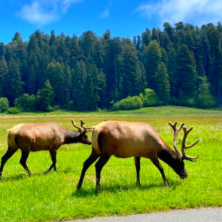 13 Parks Where Autumn Means Elk Rut Season