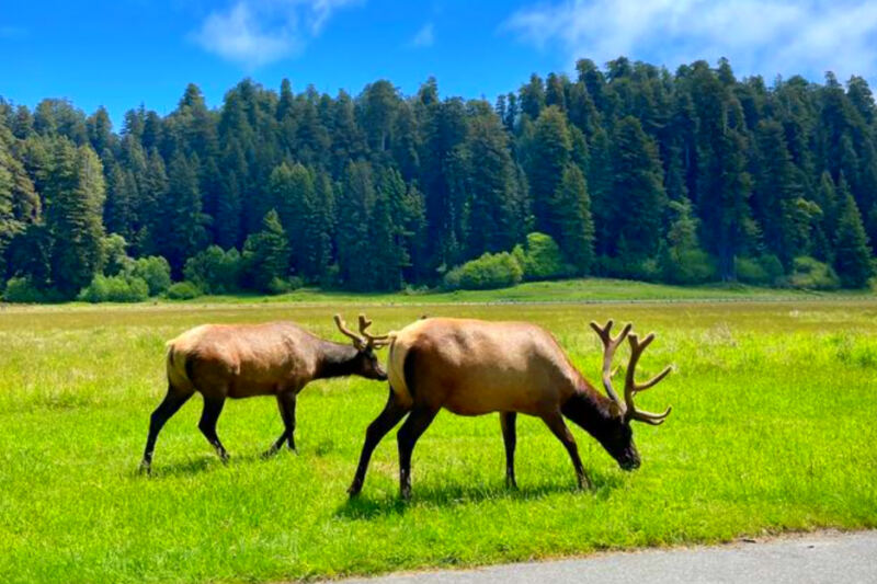 13 Parks Where Autumn Means Elk Rut Season