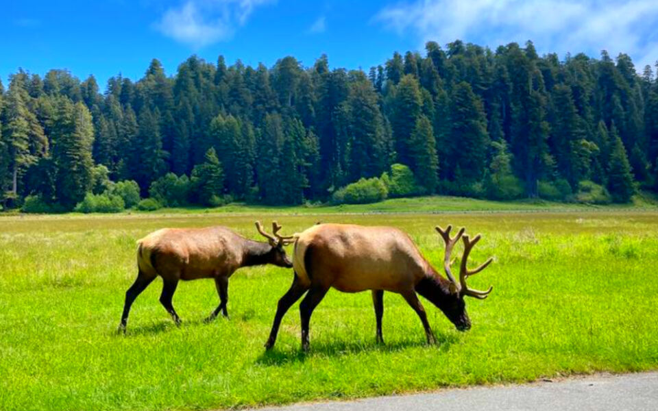 13 Parks Where Autumn Means Elk Rut Season