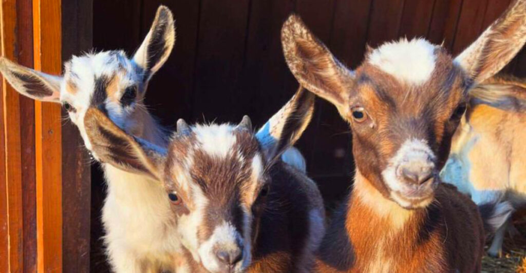 This Pennsylvania Farm Lets You Cuddle Mini Highland Cows and Do Yoga With Baby Goats