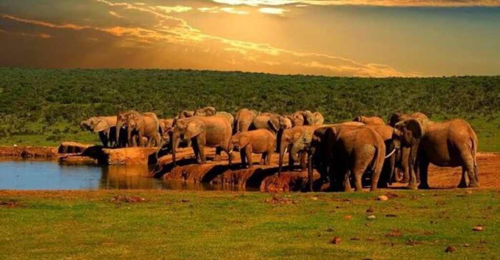 15 Incredible African Wildlife Destinations Every Animal Lover Should See