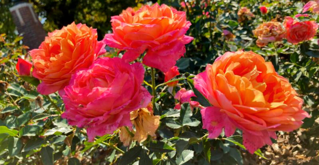 One of Kansas’ Most Beautiful Gardens Has 400+ Rose Varieties, a Pond, and a Stone Bridge