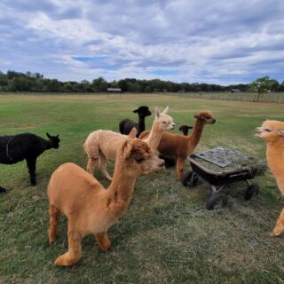 This North Carolina Alpaca Farm Lets You Walk The Herd, Feed From Your Hand, And Snuggle The Babies