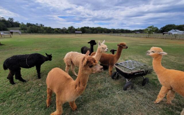 This North Carolina Alpaca Farm Lets You Walk The Herd, Feed From Your Hand, And Snuggle The Babies