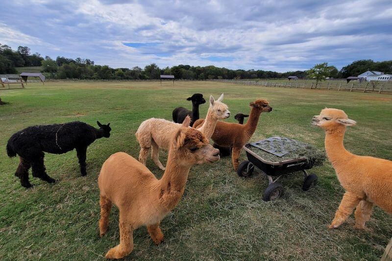 This North Carolina Alpaca Farm Lets You Walk The Herd, Feed From Your Hand, And Snuggle The Babies