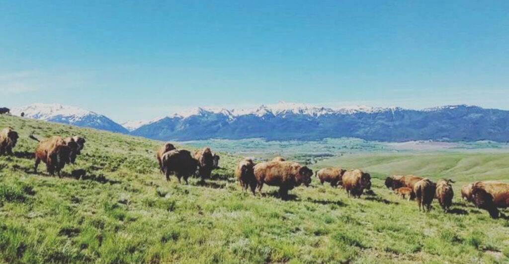 This Oregon Ranch Has Roaming Bison and Sells Bison Meat Right on the Property