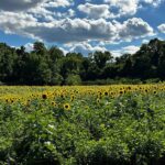 This Hidden Tennessee Wildlife Area Grows a Sunflower Field That Only Blooms Every Two Years