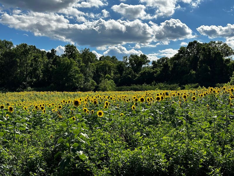 This Hidden Tennessee Wildlife Area Grows a Sunflower Field That Only Blooms Every Two Years