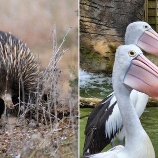 15 Australian Places Where You Can See Wildlife Found Nowhere Else