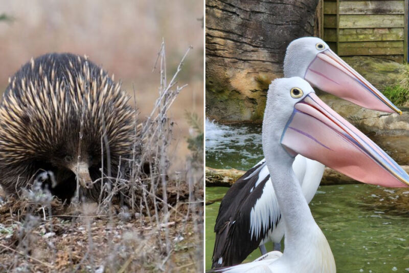 15 Australian Places Where You Can See Wildlife Found Nowhere Else