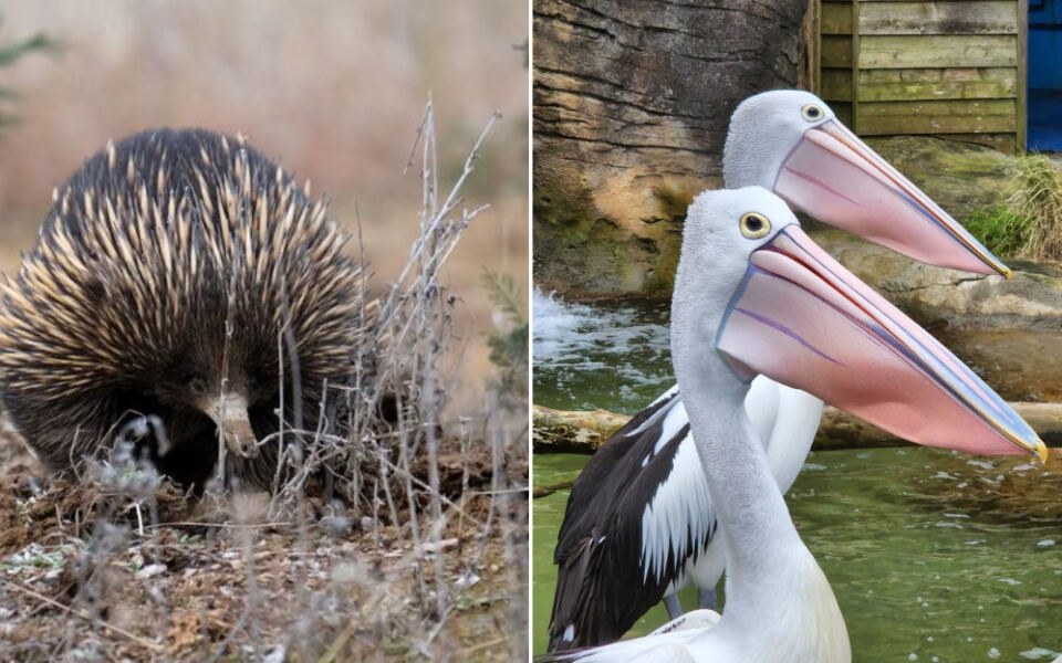 15 Australian Places Where You Can See Wildlife Found Nowhere Else