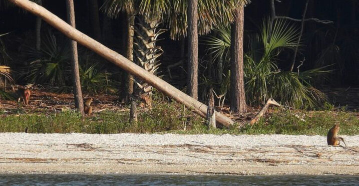 This South Carolina Wildlife Mystery Is Home to Thousands of Rhesus Monkeys