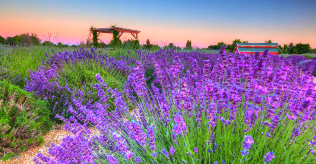 This Idaho Lavender Farm Has Beautiful Purple Fields, U-Pick Flowers, and Handmade Gifts