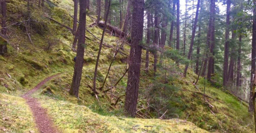 This 14.5-Mile Oregon Trail Disappears Deep Into Old-Growth Forest