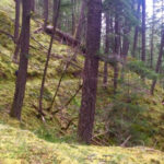 This 14.5-Mile Oregon Trail Disappears Deep Into Old-Growth Forest